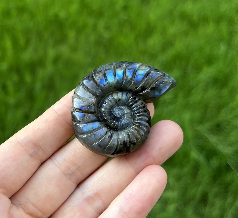 May include: A polished ammonite fossil carved from iridescent labradorite. The fossil is a dark grey colour with blue and green iridescent flashes. The ammonite is a spiral shape with a central opening.