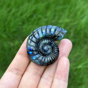 May include: A blue and green iridescent ammonite fossil, a spiral-shaped shell, is held in a hand. The ammonite is a popular collectible for its unique shape and colour.