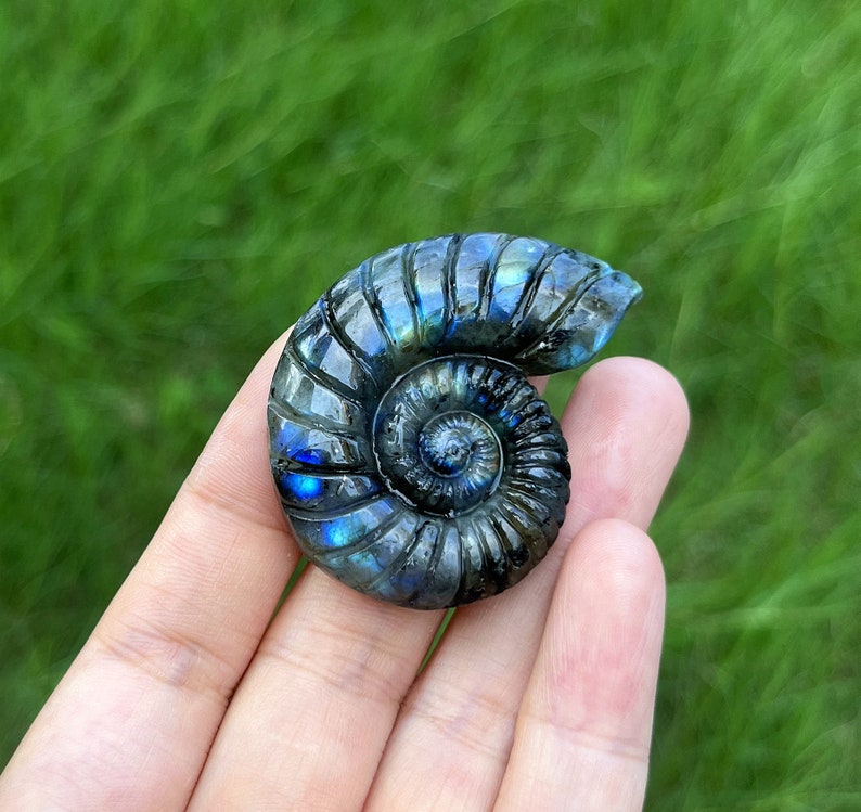 May include: A blue and green iridescent ammonite fossil, a spiral-shaped shell, is held in a hand. The ammonite is a popular collectible for its unique shape and colour.