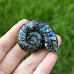 May include: A polished labradorite ammonite fossil carved into the shape of a shell. The iridescent stone displays shades of blue, green, and grey.