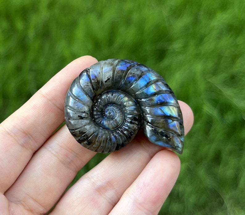 May include: A polished labradorite ammonite fossil carved into the shape of a shell. The iridescent stone displays shades of blue, green, and grey.