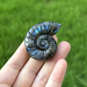 May include: A polished, iridescent blue and grey ammonite fossil, shaped like a spiral shell.