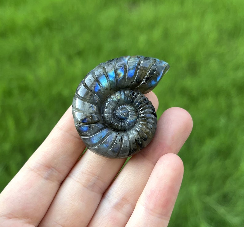 May include: A polished, iridescent blue and grey ammonite fossil, shaped like a spiral shell.