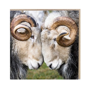 Herdwick Sheep Ram Blank Greeting Card