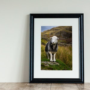 Herdwick Sheep Photograph, Farm Animal Photography image 1