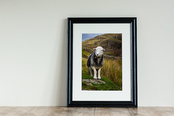 Herdwick Sheep Photograph, Farm Animal Photography