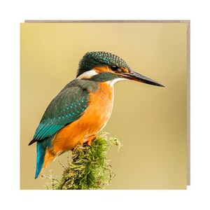 Kingfisher Bird Photograph Greeting Card
