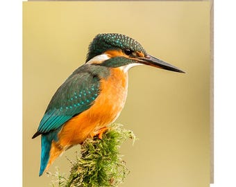 Kingfisher Bird Photograph Greeting Card