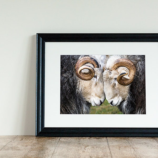 Herdwick Sheep Ram Photograph, Farm Animal Photography