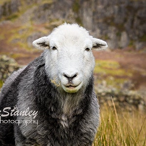 Herdwick Sheep Photograph, Farm Animal Photography 2 Sheep closeup
