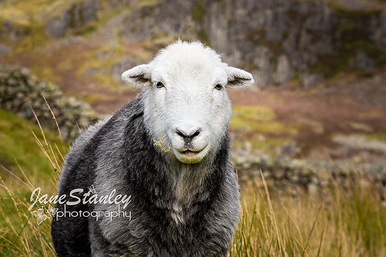 Herdwick Sheep Photograph, Farm Animal Photography 2 Sheep closeup
