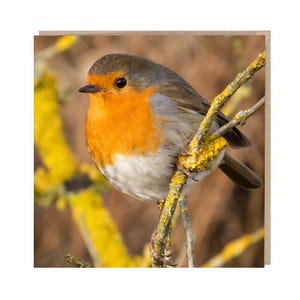 Robin Bird Greeting Card