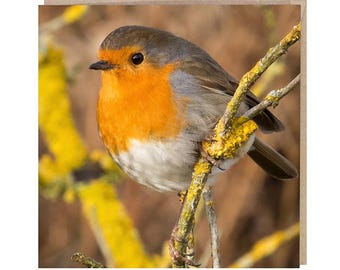 Robin Bird Greeting Card