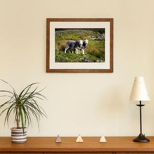 Herdwick Sheep Photograph, Farm Animal Photography image 8