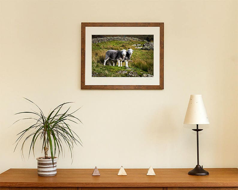 Herdwick Sheep Photograph, Farm Animal Photography image 8