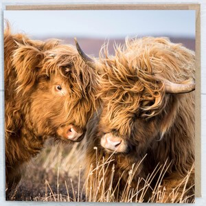 Highland Cows Blank Greeting Card
