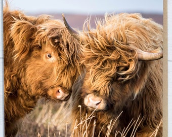 Highland Cows Blank Greeting Card