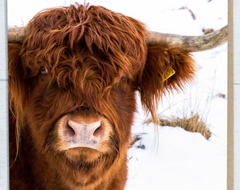 Highland Cow Blank Greeting Card