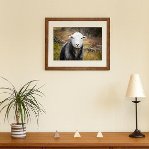 Herdwick Sheep Photograph, Farm Animal Photography image 6
