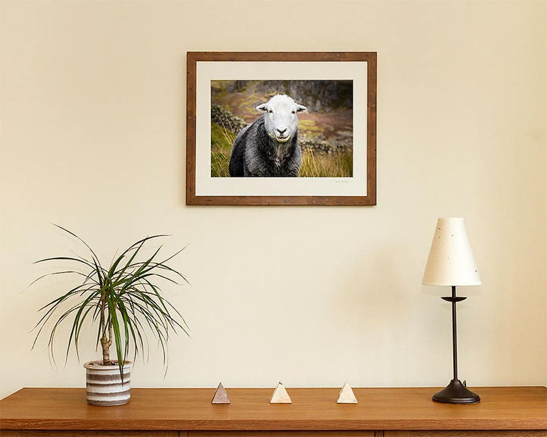 Herdwick Sheep Photograph, Farm Animal Photography image 6