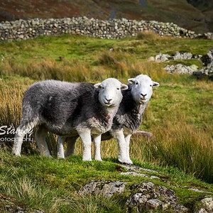 Herdwick Sheep Photograph, Farm Animal Photography 3 Two sheep
