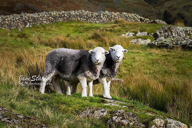 Herdwick Sheep Photograph, Farm Animal Photography 3 Two sheep