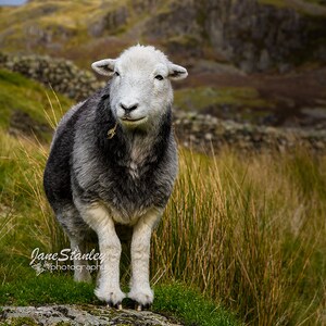 Herdwick Sheep Photograph, Farm Animal Photography 1 Sheep portrait