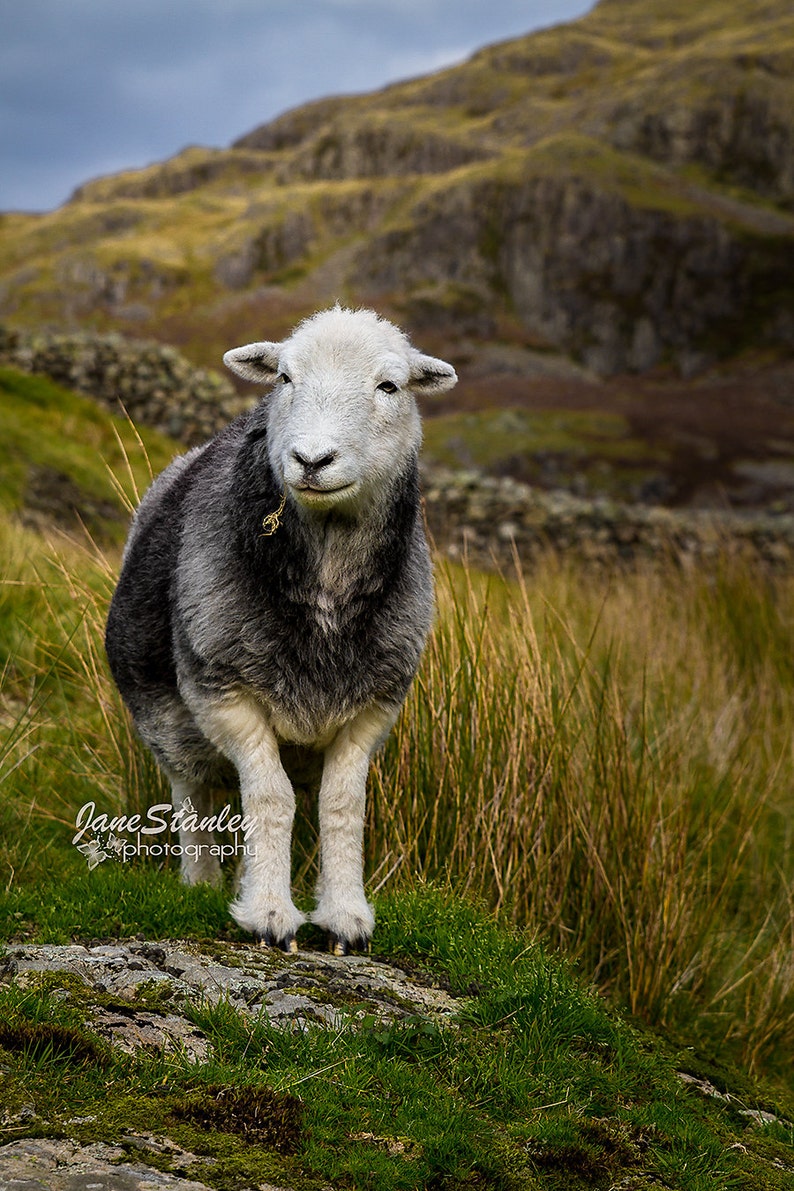 Herdwick Sheep Photograph, Farm Animal Photography 1 Sheep portrait