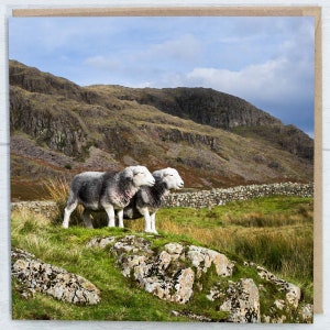 Herdwick Sheep Landscape Photograph Blank Greeting Card