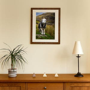 Herdwick Sheep Photograph, Farm Animal Photography image 3