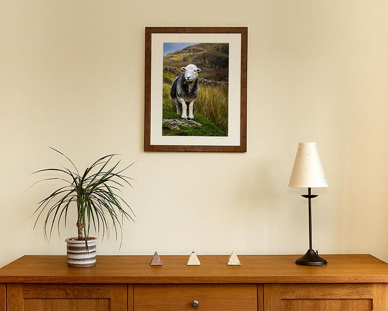 Herdwick Sheep Photograph, Farm Animal Photography image 3