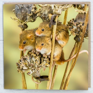 Harvest Mice Blank Greeting Card