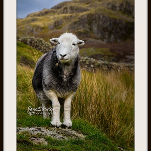 Herdwick Sheep Photograph, Farm Animal Photography image 2
