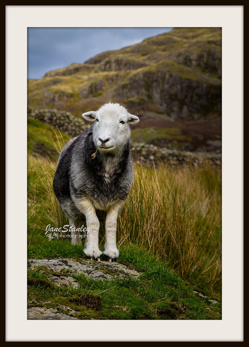 Herdwick Sheep Photograph, Farm Animal Photography image 2