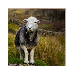 Herdwick Sheep Photograph Blank Greeting Card