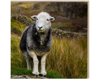 Herdwick Sheep Photograph Blank Greeting Card