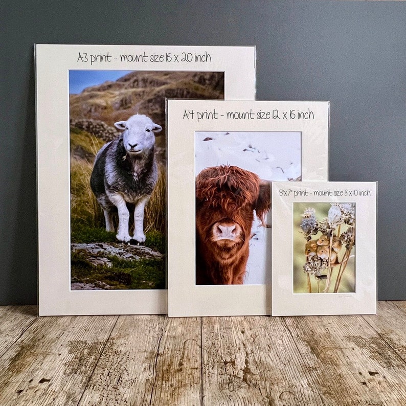 Herdwick Sheep Photograph, Farm Animal Photography image 9