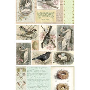 May include: A collage of vintage-style illustrations featuring birds, nests, and eggs. The images include swans, sparrows, and other birds, with floral and botanical elements. The color palette is soft, with muted tones of beige, green, and pink.