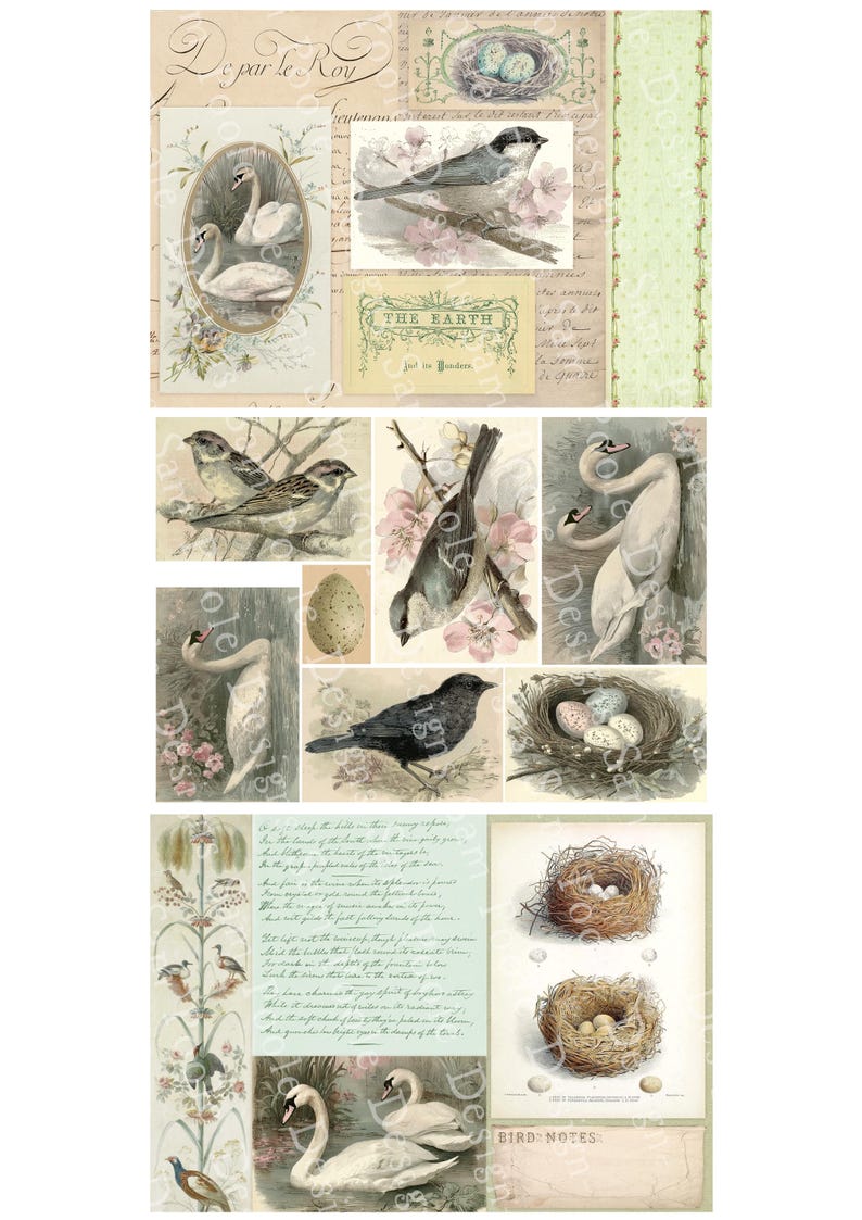 May include: A collage of vintage-style illustrations featuring birds, nests, and eggs. The images include swans, sparrows, and other birds, with floral and botanical elements. The color palette is soft, with muted tones of beige, green, and pink.