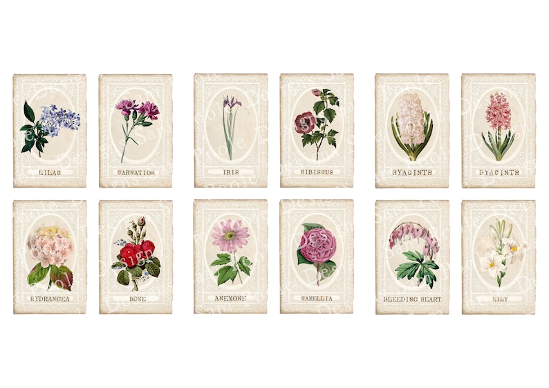 May include: Vintage botanical illustrations of 12 different flowers, each with its name printed below. The flowers are depicted in a realistic style with delicate details and vibrant colors. The illustrations are set against a cream-colored background with a decorative border.