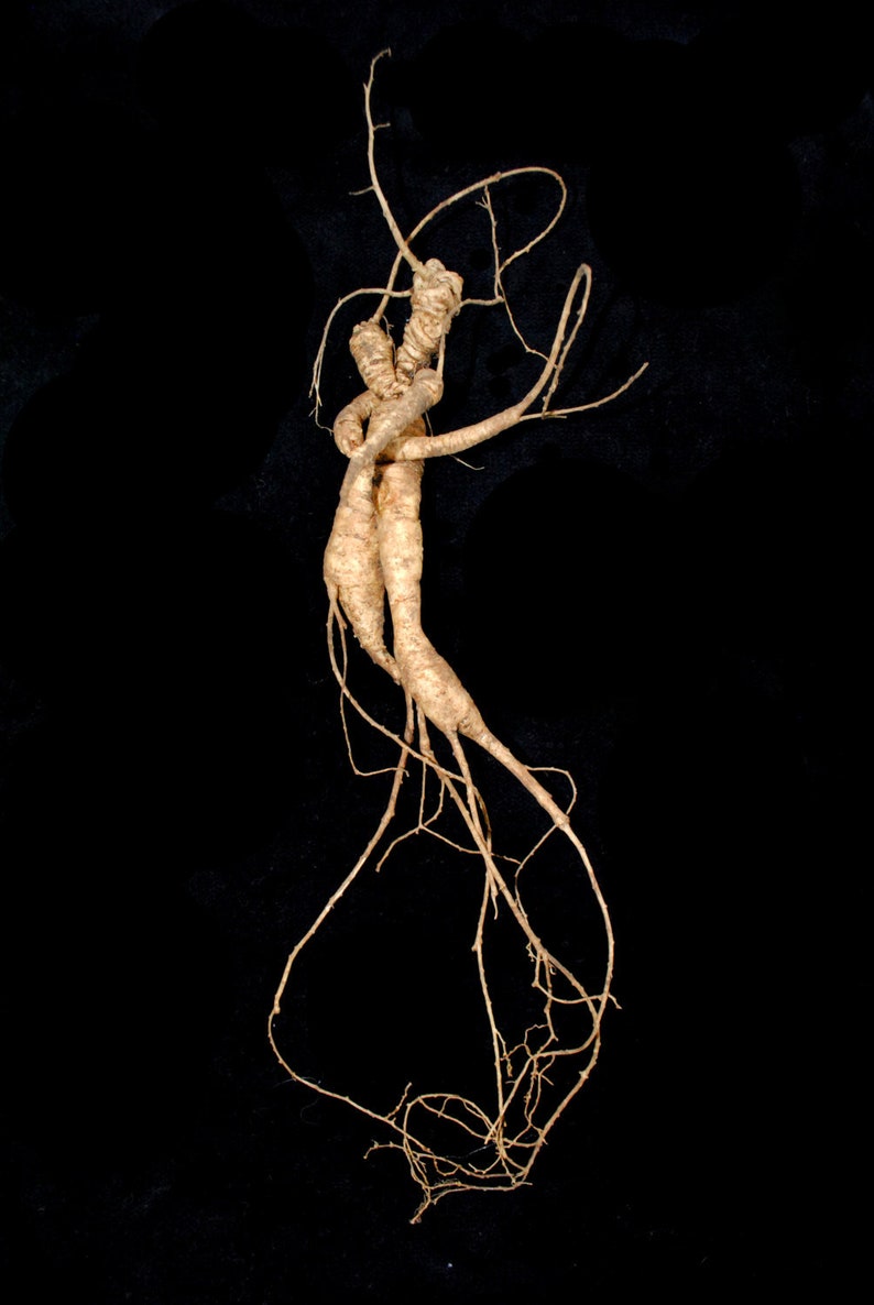 RARE Wild American Ginseng Man Root 20 years Certified Etsy