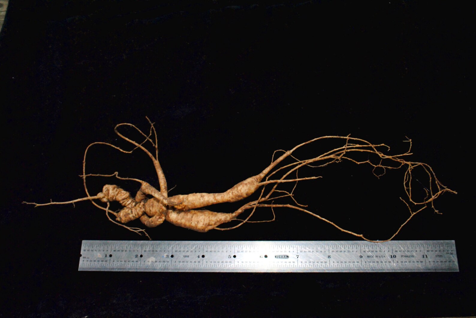 RARE Wild American Ginseng Man Root 20 years Certified Etsy