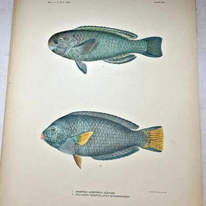 Antique Lithographic Print 1906 FISH