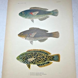 Antique Lithographic Print 1906 FISH