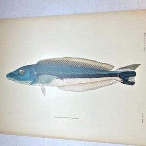 Antique Lithographic Print 1906 FISH