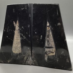 Orthoceras Fossil Buchstützen
