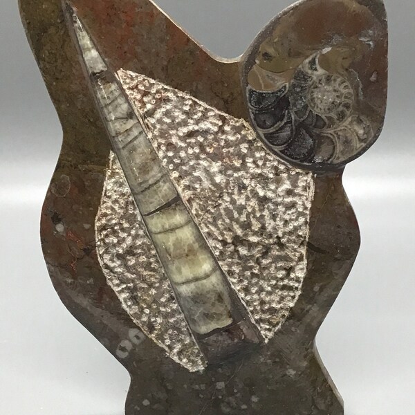 Fossil Display Stand Etsy