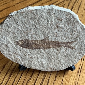 Fossil Fish Tile - Authentic Fossil Specimen - Paleontology Decor