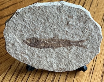 Fossil Fish Tile - Authentic Fossil Specimen - Paleontology Decor