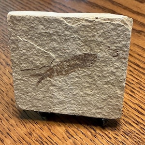 Fossil Fish